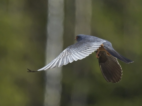 Punajalkahaukka, Red-footed Falcon, Falco vespertinus